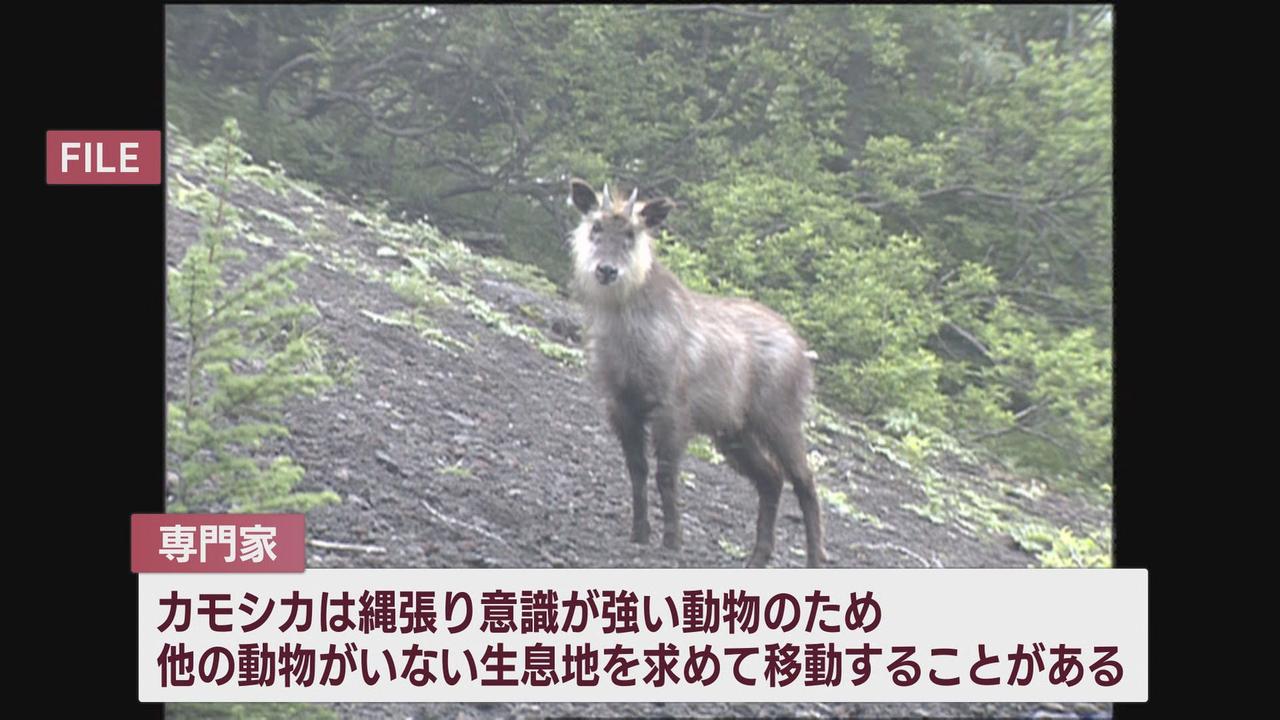 画像2: カモシカと遭遇したら