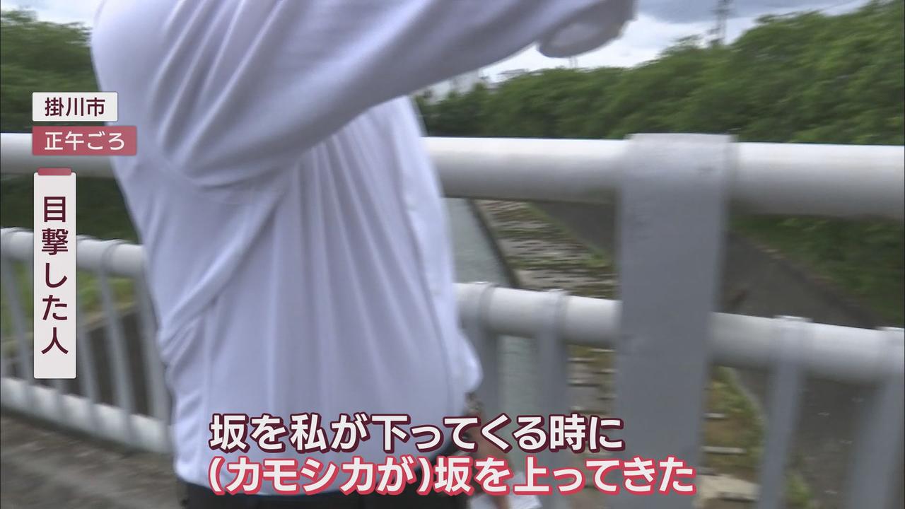 画像1: 掛川市の中心エリアにカモシカ出没 市担当者「刺激しなければ襲ってこない」