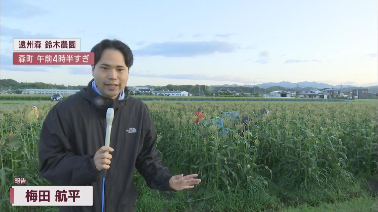 画像: 前夜から列が…トウモロコシ「甘々娘」収穫始まる 人気すぎてドロボー被害心配…警察も警戒強化 静岡・森町