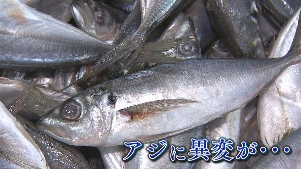 画像1: アジに異変?