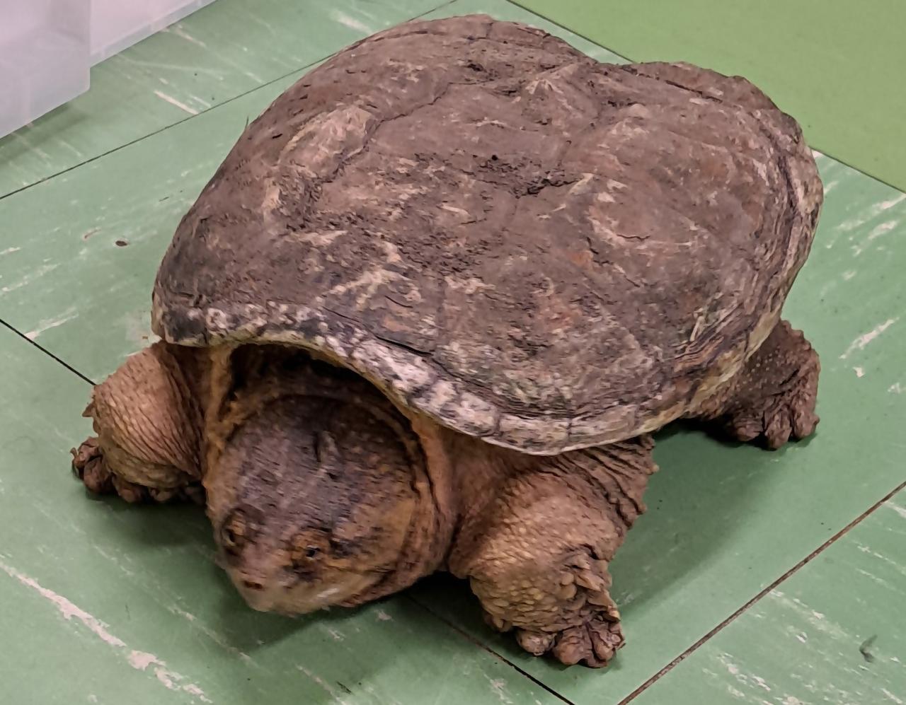 画像: 見つかったカミツキガメ 静岡市提供