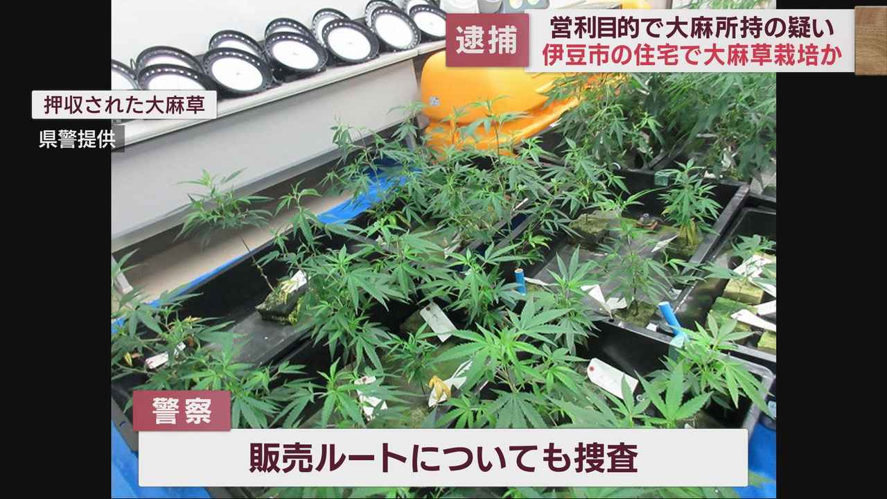 画像: 乾燥大麻3.4キロ・末端価格1700万円相当を営利目的で所持したとして伊東市の会社役員ら5人を逮捕