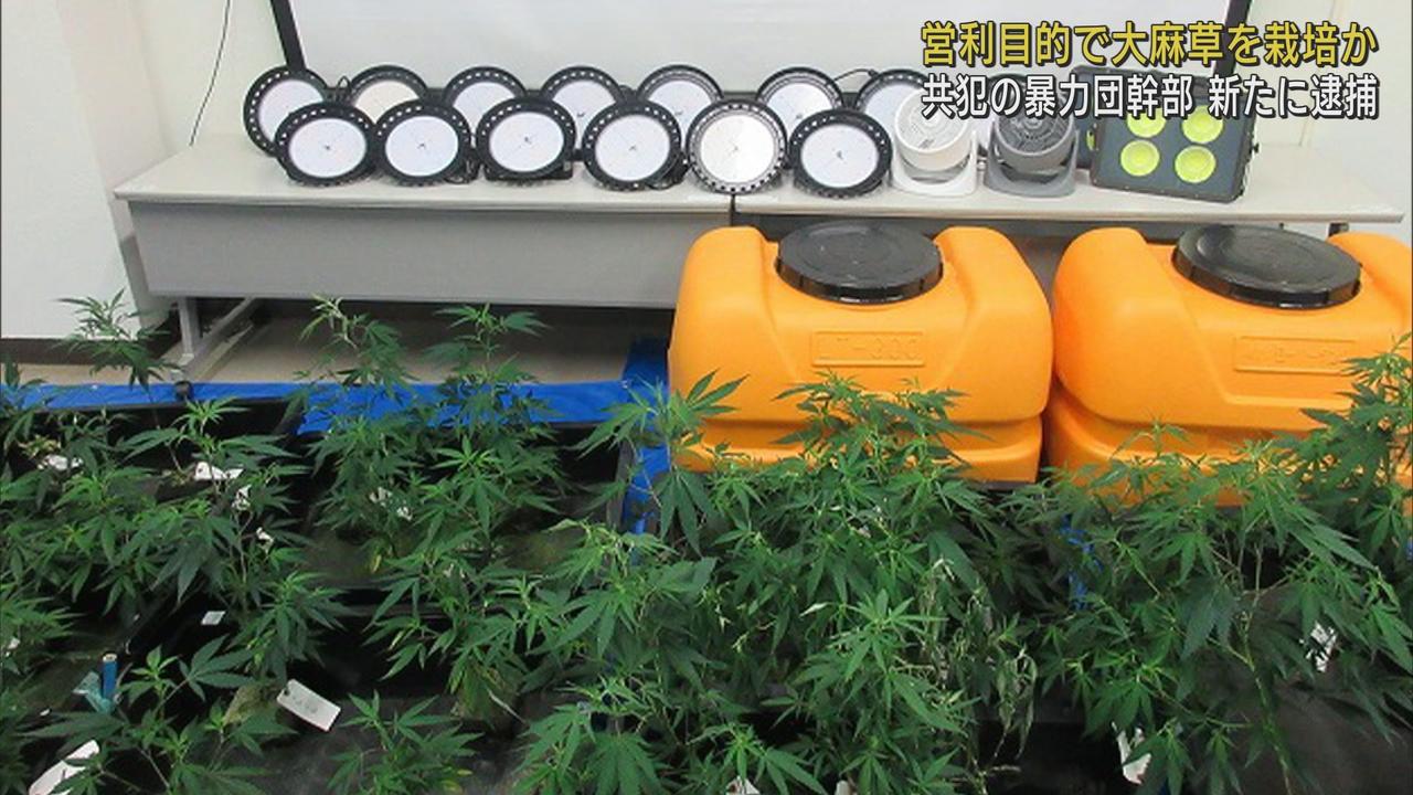 画像: 営利目的で大麻草を栽培か 暴力団幹部の男を逮捕 共犯者はすでに乾燥大麻3.4キロ所持の疑いで逮捕 静岡・大仁警察署