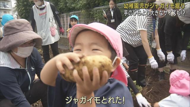 画像: 「あった!あった!」…園児がジャガイモの収穫を体験 園内に歓声響く 静岡・長泉町立東幼稚園 youtu.be