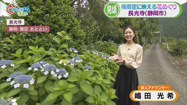 画像1: 新人アナウンサーが紹介…梅雨時に映えるヤマアジサイ(静岡市葵区 長光寺) 伊東市ではハナショウブも見ごろ