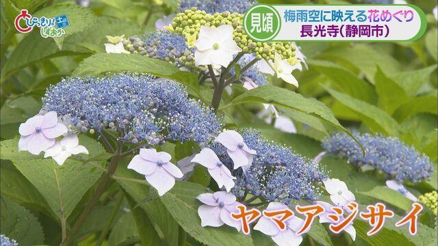画像2: 新人アナウンサーが紹介…梅雨時に映えるヤマアジサイ(静岡市葵区 長光寺) 伊東市ではハナショウブも見ごろ