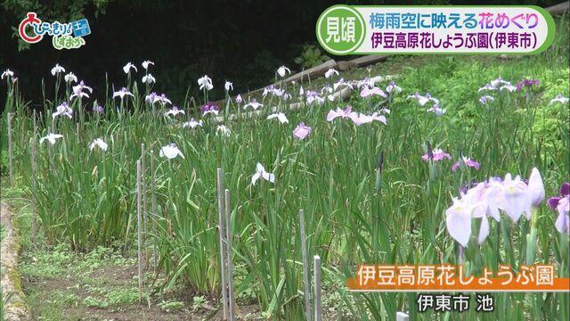 画像1: ハナショウブも見ごろ 伊東市「伊豆高原花しょうぶ園」