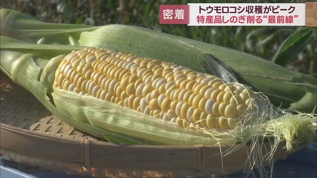 画像: トウモロコシの収穫ピークに 静岡県内では各地でブランドコーンがしのぎを削る youtu.be