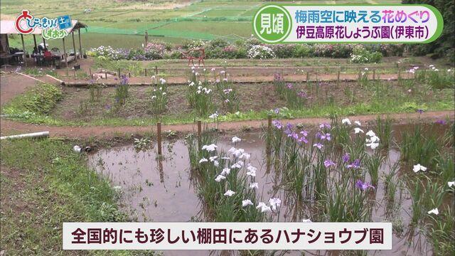 画像2: ハナショウブも見ごろ 伊東市「伊豆高原花しょうぶ園」