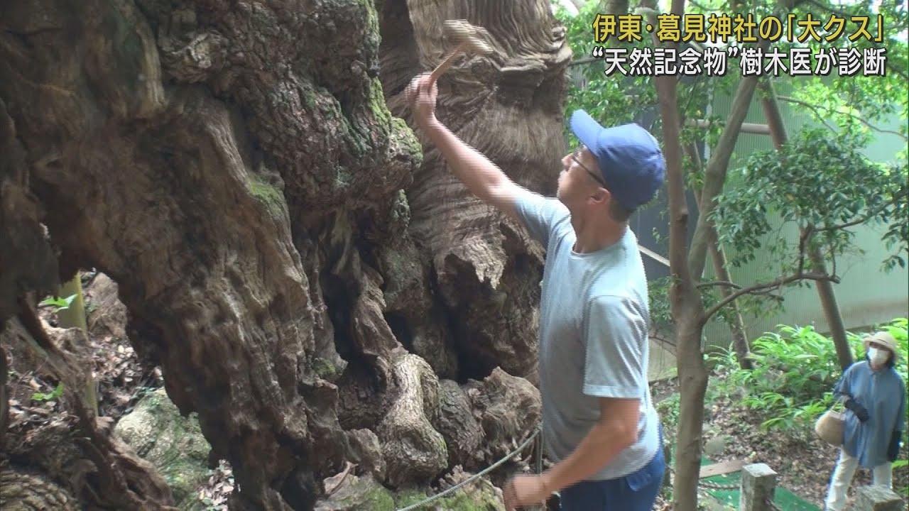 画像: 樹齢1000年以上国の天然記念物・大クスを樹木医が診断 静岡・伊東市葛見神社 youtu.be