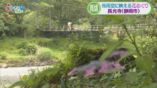 画像3: 新人アナウンサーが紹介…梅雨時に映えるヤマアジサイ(静岡市葵区 長光寺) 伊東市ではハナショウブも見ごろ