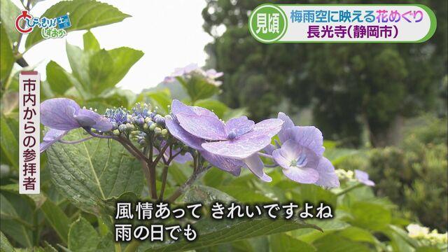 画像5: 新人アナウンサーが紹介…梅雨時に映えるヤマアジサイ(静岡市葵区 長光寺) 伊東市ではハナショウブも見ごろ