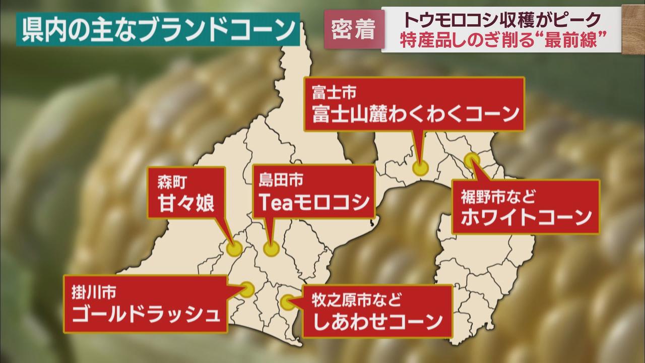 画像2: トウモロコシの収穫ピークに 静岡県内では各地でブランドコーンがしのぎを削る