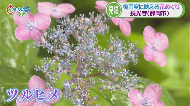 画像4: 新人アナウンサーが紹介…梅雨時に映えるヤマアジサイ(静岡市葵区 長光寺) 伊東市ではハナショウブも見ごろ