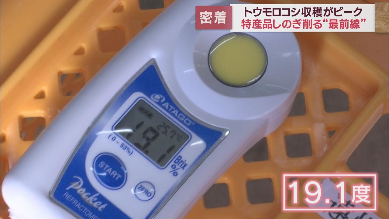 画像1: トウモロコシの収穫ピークに 静岡県内では各地でブランドコーンがしのぎを削る