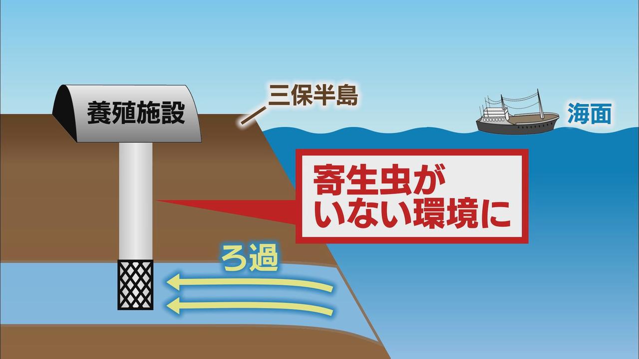 画像3: 魚臭さが少なく寄生虫の心配がない…陸上養殖「三保松さば」販売へ 「三保サーモン」に続く静岡市の新たな名物に期待