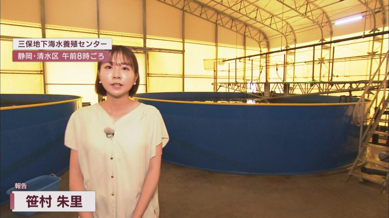 画像2: 魚臭さが少なく寄生虫の心配がない…陸上養殖「三保松さば」販売へ 「三保サーモン」に続く静岡市の新たな名物に期待