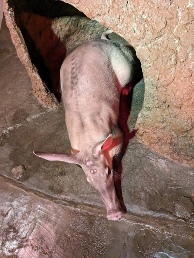 画像1: 提供：静岡市立日本平動物園　婿入りしたツチブタ