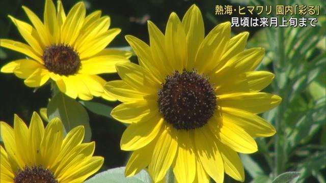 画像: 海を見下ろす園内で4種類のヒマワリが見頃 静岡・熱海市「ACAO FOREST」 youtu.be