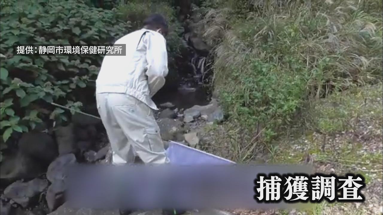 画像1: 30代男性マダニにかまれ「日本紅斑熱」感染…静岡県内で今年4例目 過去5年間では2人が死亡 活発化するマダニ…感染を防ぐには? かまれたらどう対応?
