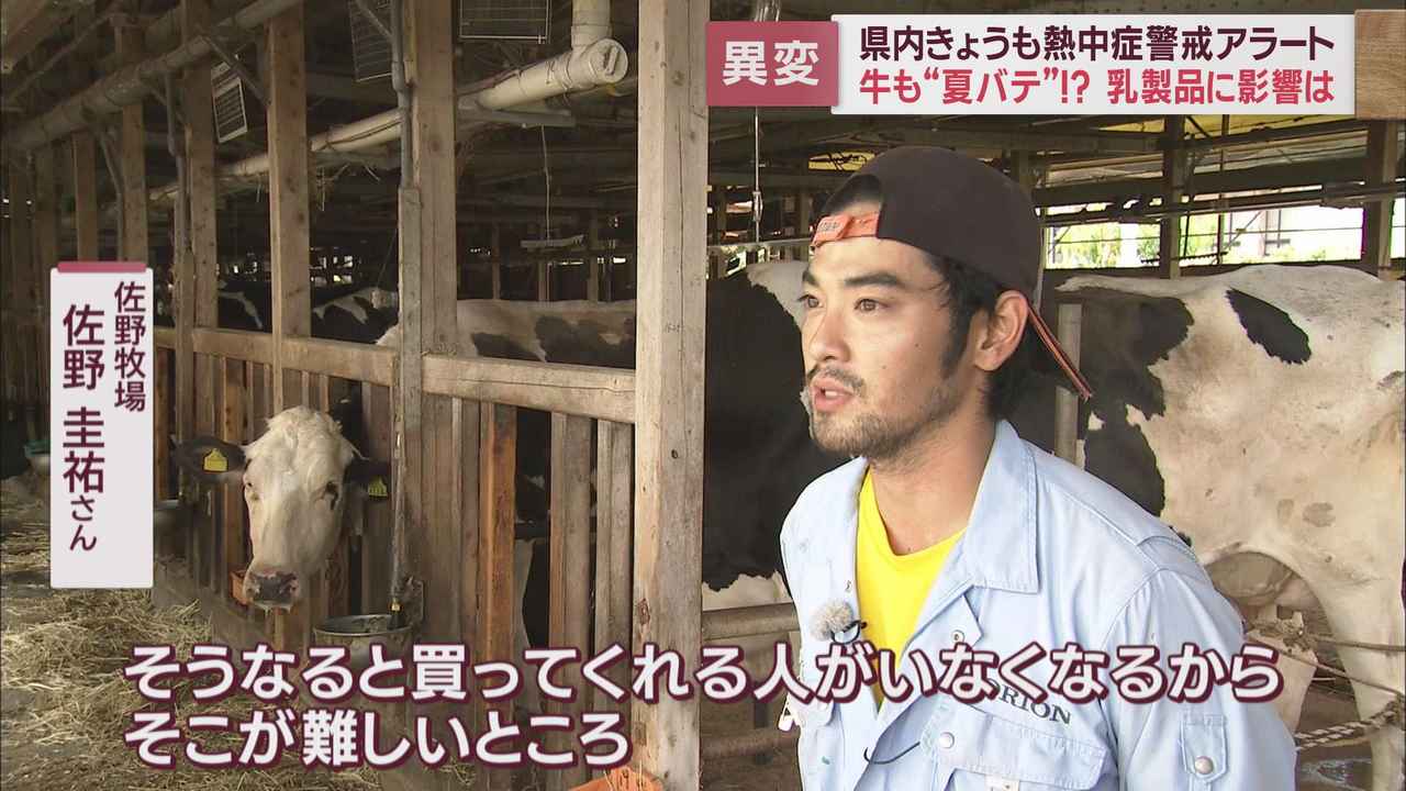 画像6: 人間だけでなく牛も