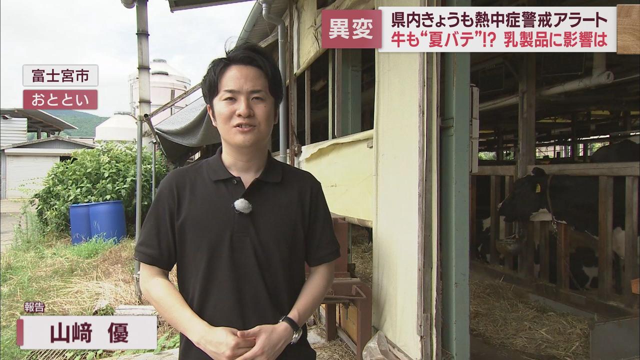 画像1: 人間だけでなく牛も