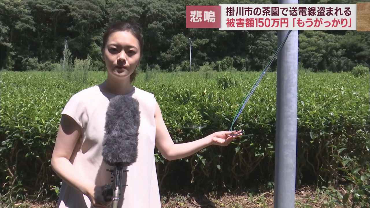画像: 茶園で相次ぐ「送電線」盗難 「おじさん、防霜ファンの線いらないでしょ?」…不審な出来事も 静岡・掛川市