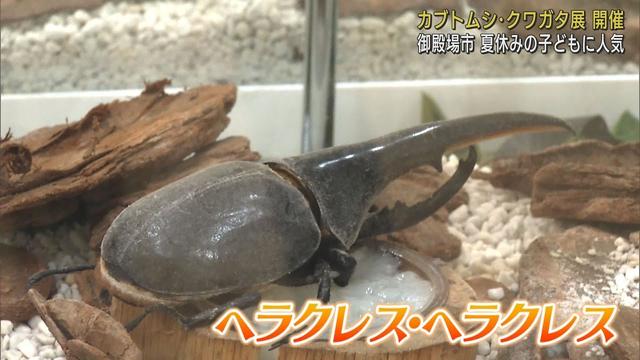画像: ヘラクレスにギラファ…人気の「カブトムシ・クワガタ展」 5歳児「はさみがかっこいい」 静岡・御殿場市 youtu.be