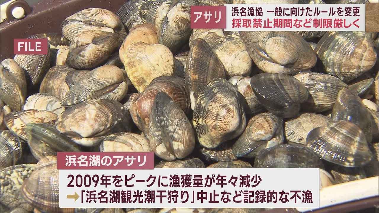 画像: 浜名湖アサリの収穫ルールを変更 採取時期を3月から8月末までに限定 1人の採取量2キロ以下から1キロ以下に 浜名漁協 youtu.be