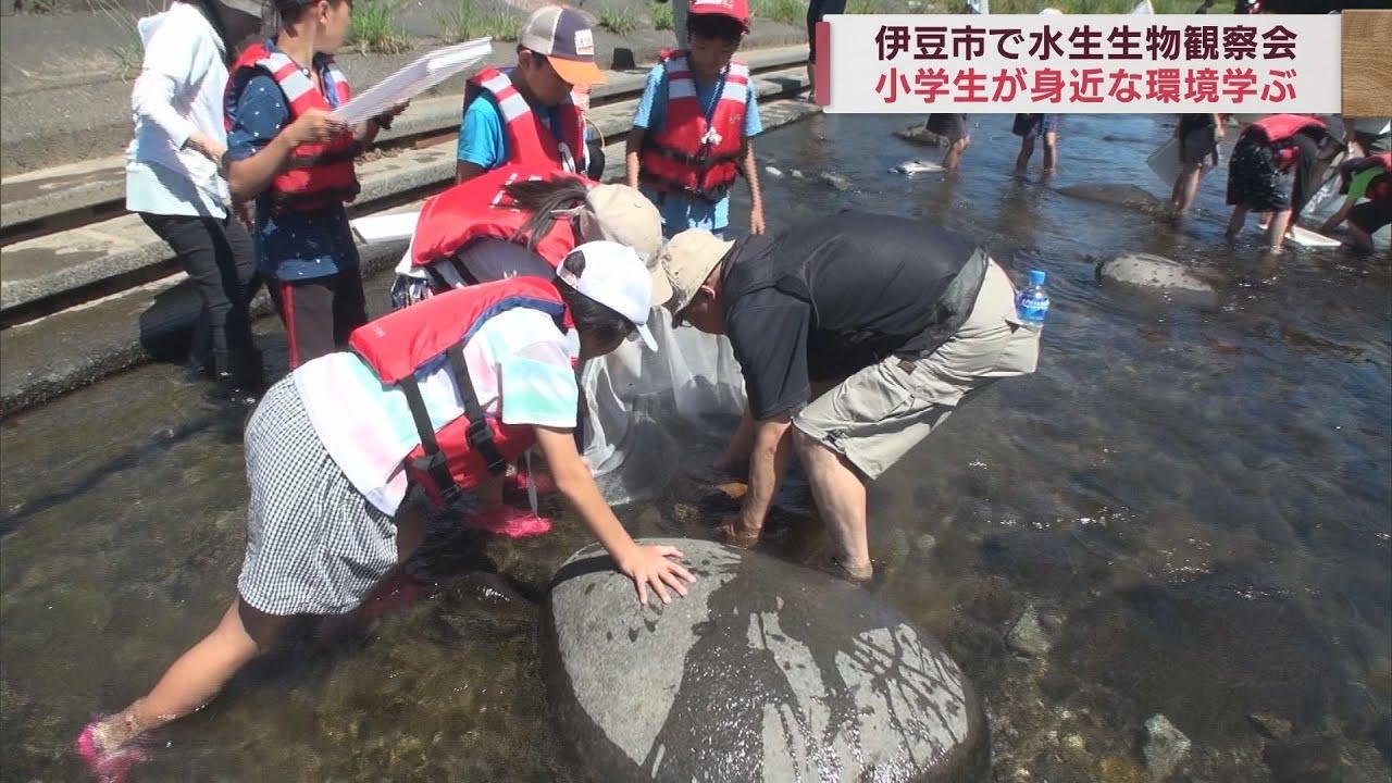 画像: きれいな水に生息する生物がたくさん…狩野川で小学生が「水生生物観察会」静岡・伊豆市 youtu.be