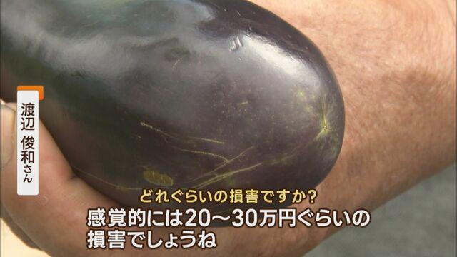 画像: 農家からは悲鳴も…「ナスは2~3割出荷が減る」