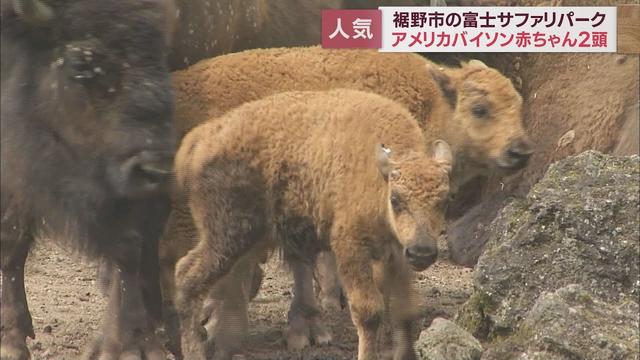 画像: 角はまだなく体毛は赤茶色…2頭のアメリカバイソンの赤ちゃんがデビュー　静岡・裾野市　富士サファリパーク youtu.be