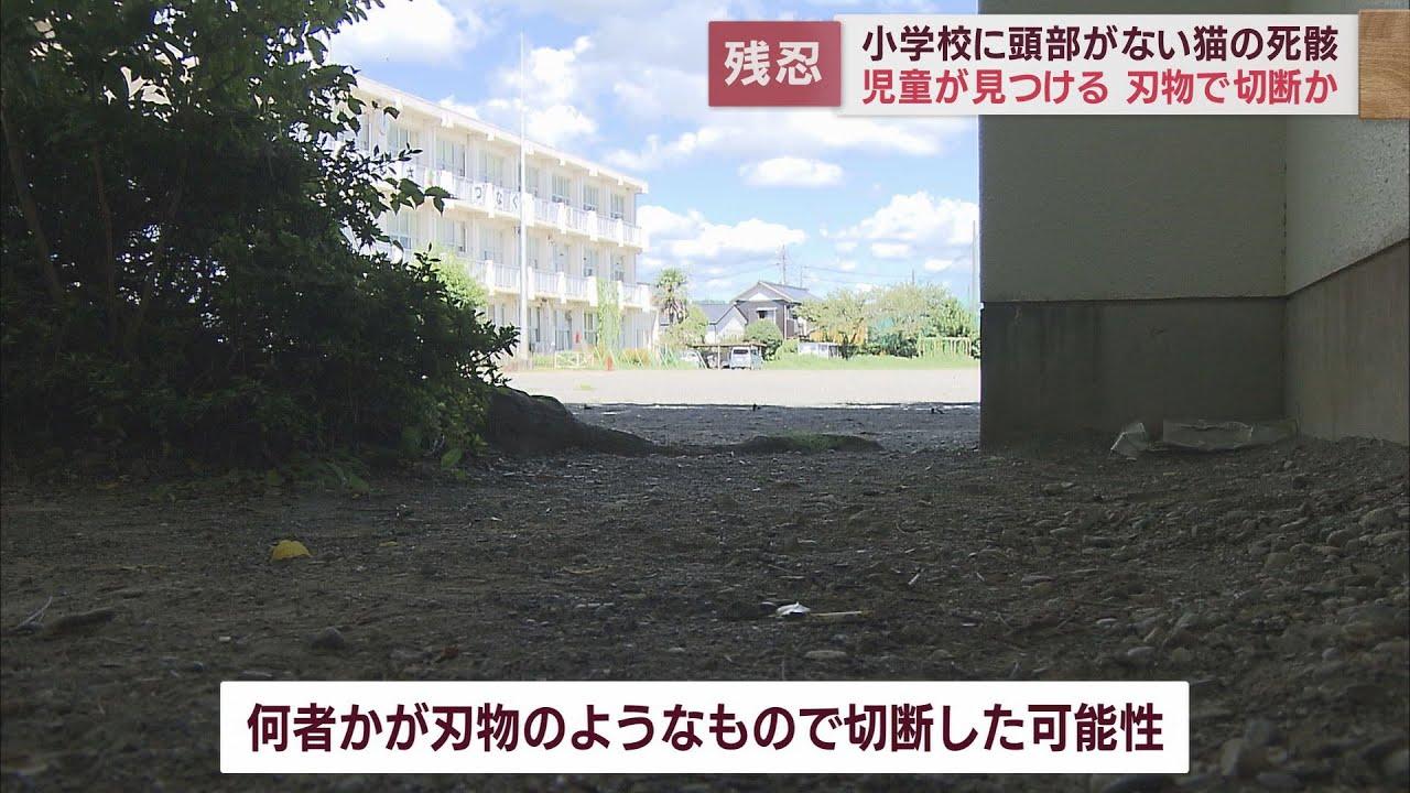 画像: 小学校に頭がない猫の死骸…刃物で切断か 教職員が見回り実施 静岡・掛川市 youtu.be