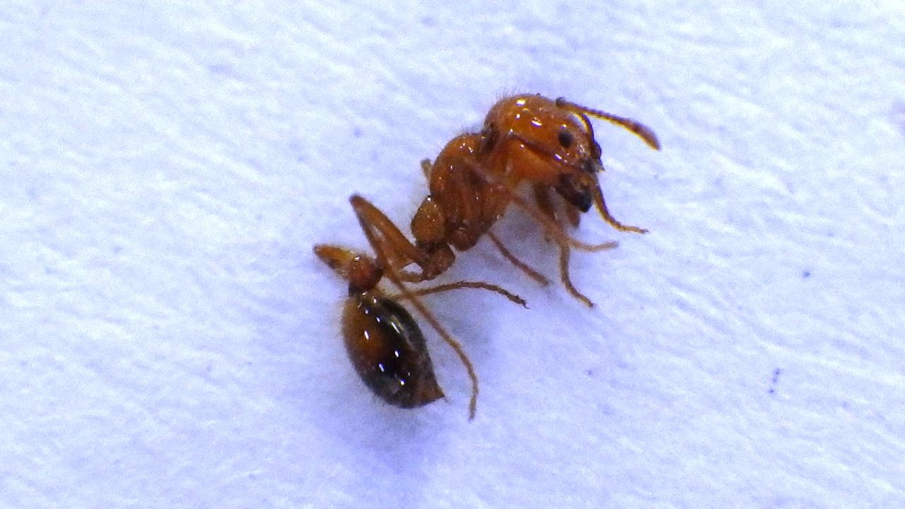 画像1: 提供:静岡県 アカカミアリ