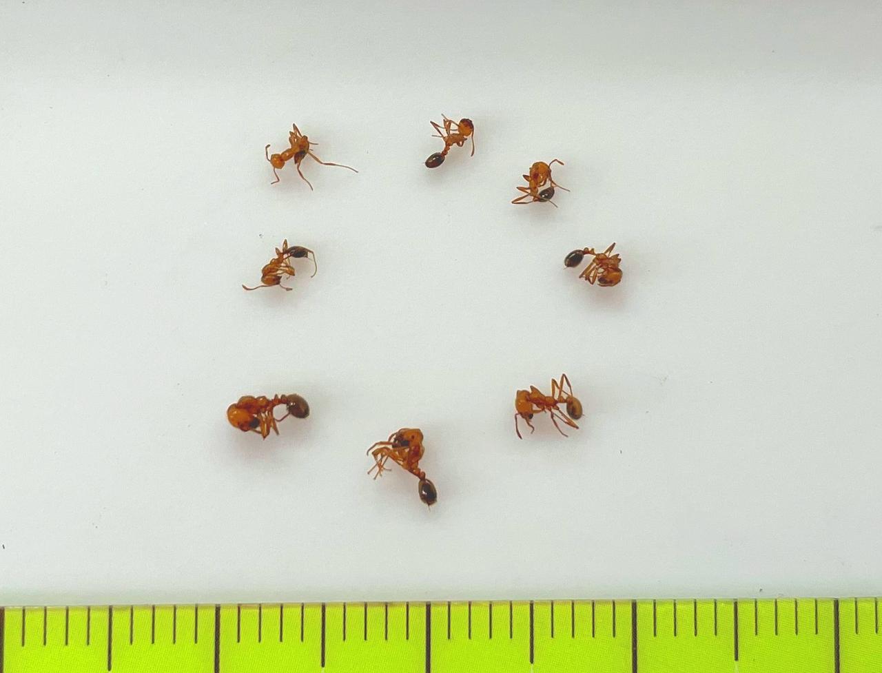 画像2: 提供:静岡県 アカカミアリ
