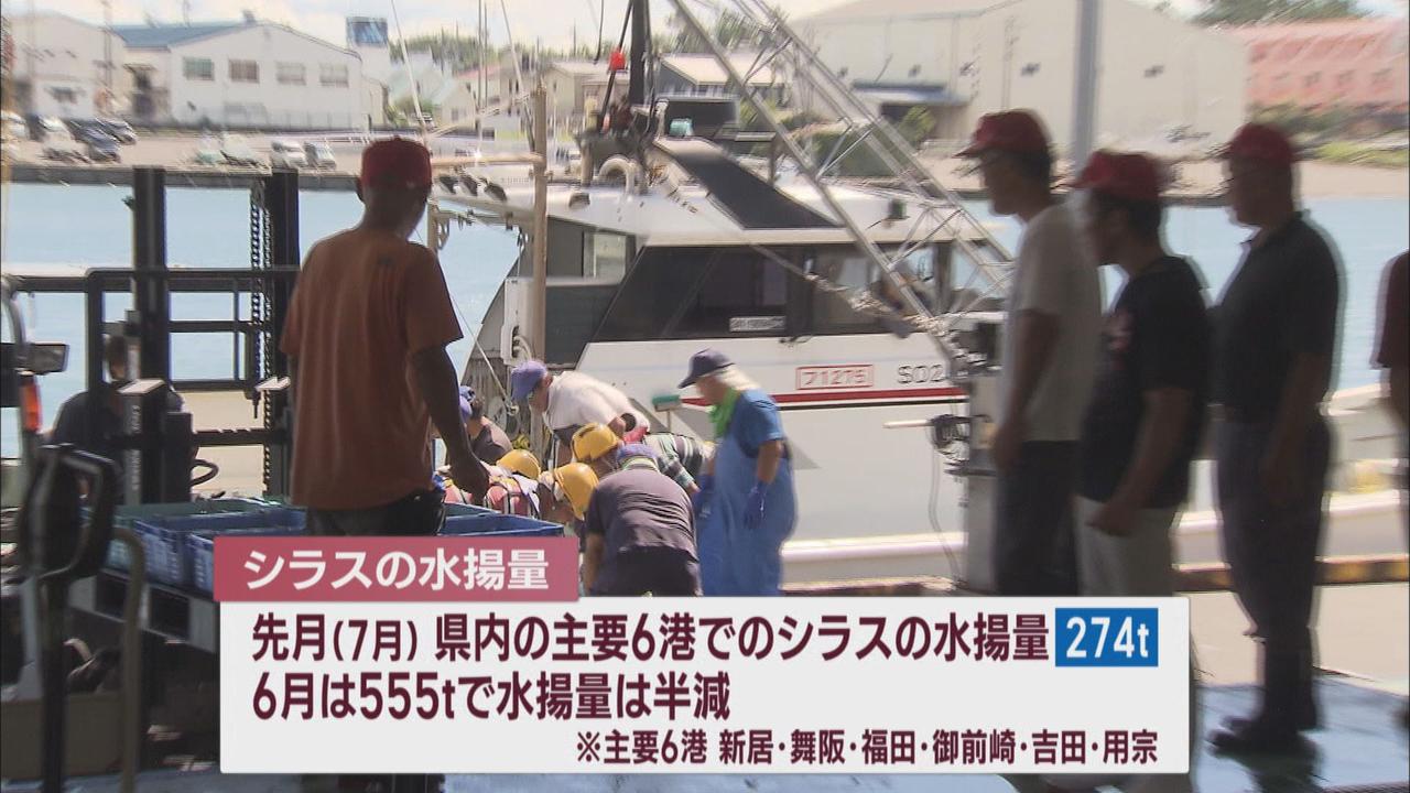 画像1: 静岡ではシラスが水揚げ半減