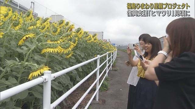 画像: 福島から仕入れた種のヒマワリが見ごろに「福島ひまわり里親プロジェクト」　静岡・富士市　静岡郵便局 youtu.be
