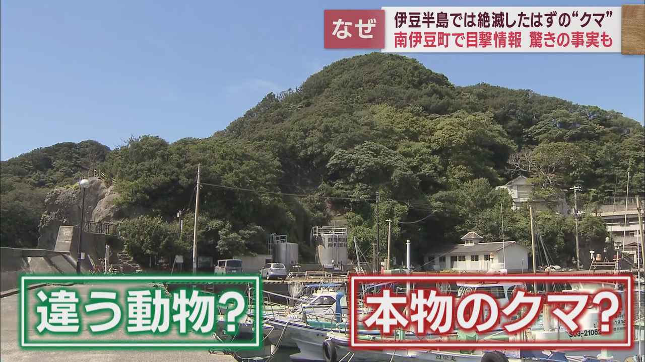 画像3: 西伊豆町でツキノワグマが