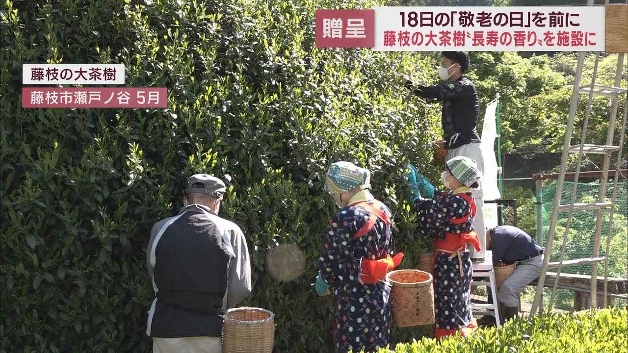 画像: 樹齢300年以上のお茶の木から仕上げた…「長寿の香り」を高齢者施設に贈呈　静岡・藤枝市 youtu.be