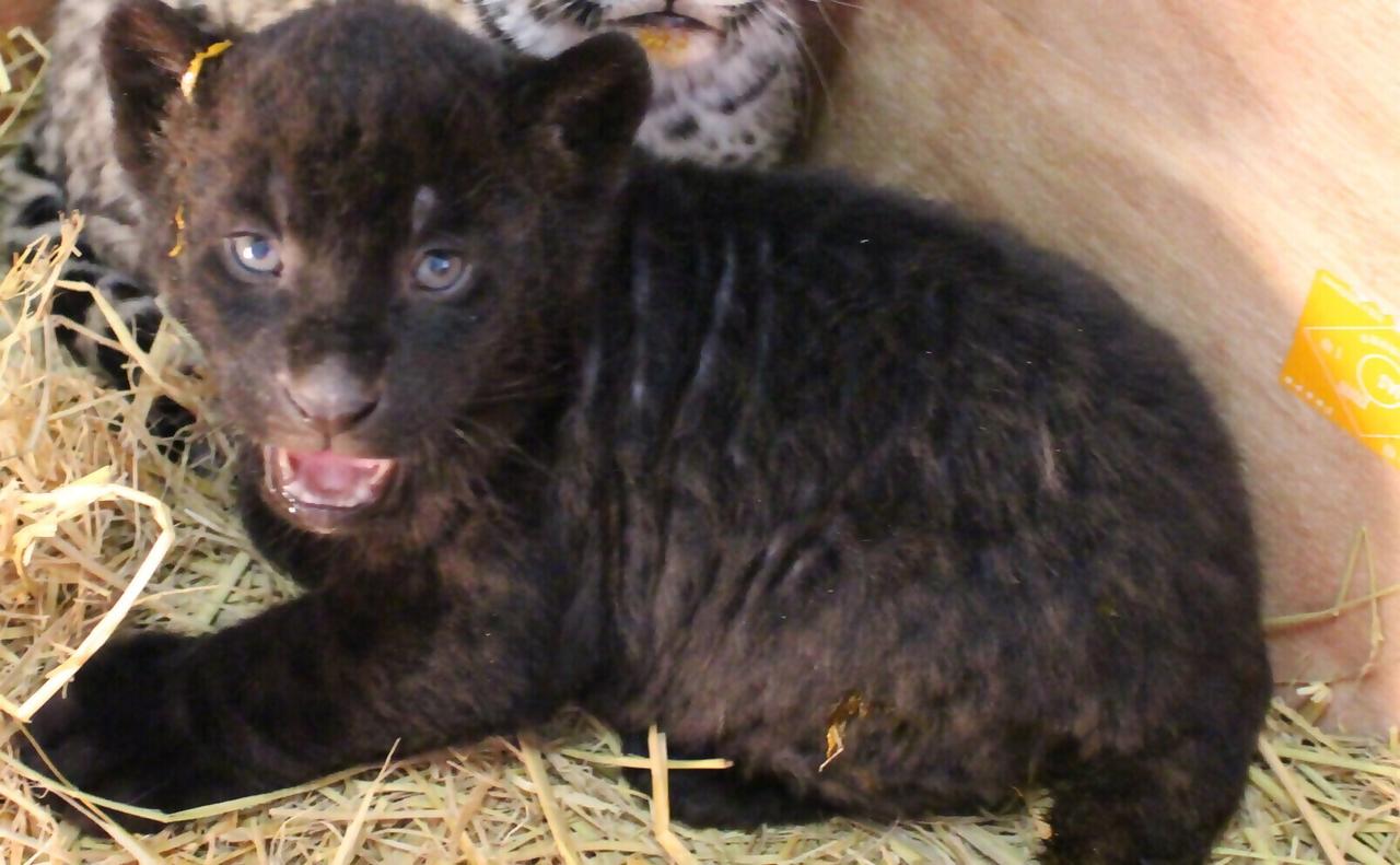 画像: 生後1か月の小春　提供：静岡市立日本平動物園