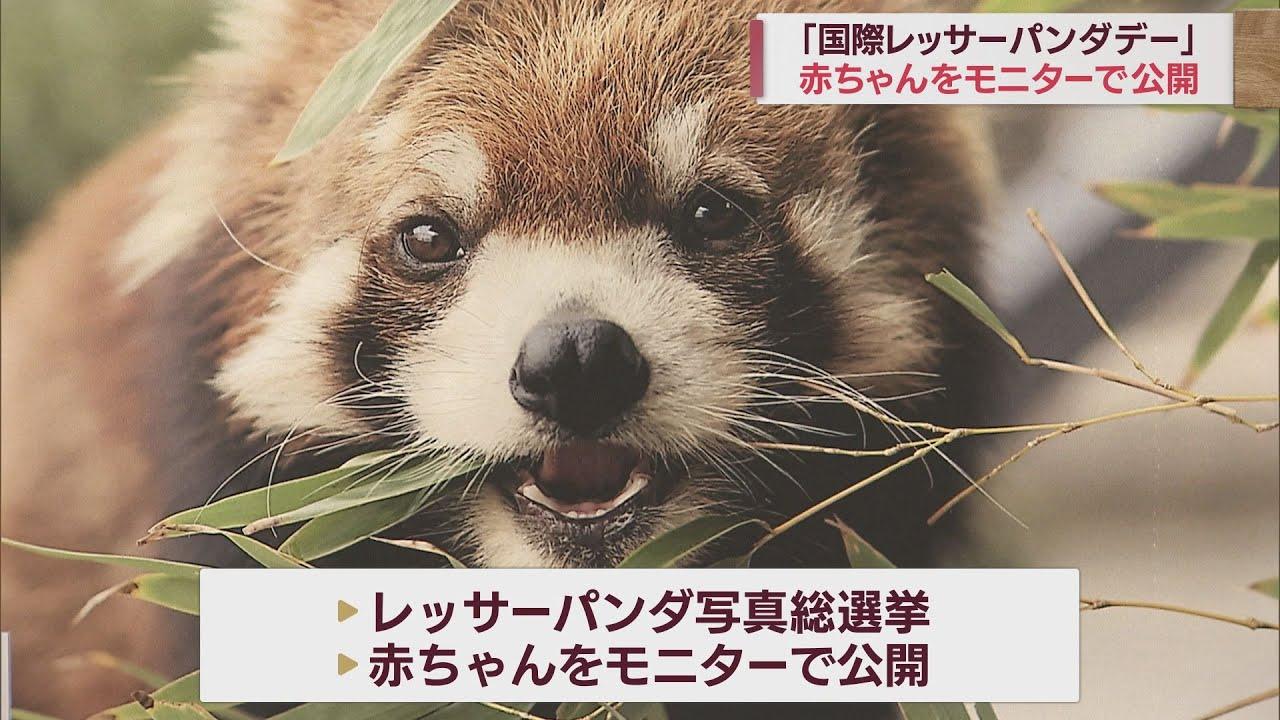 画像: 来場者「まだ寝てばっかり…」…赤ちゃんの様子をモニターで公開 レッサーパンダのイベント 静岡市・日本平動物園 youtu.be