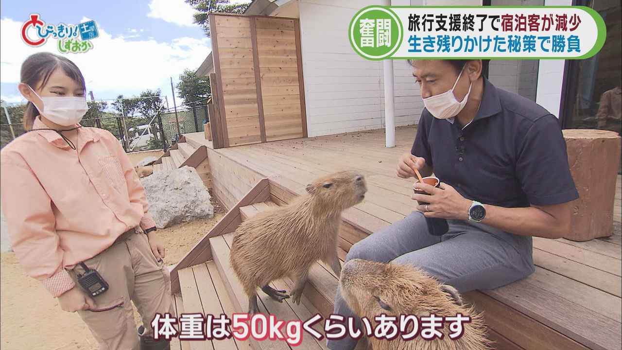画像: カピバラとのふれあいもＯＫ