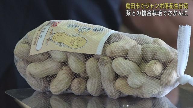 画像: 大人の親指ほど…ジャンボ落花生の出荷始まる 12月上旬までに6トンの見込み 静岡・島田市 youtu.be