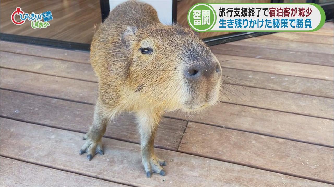 画像: 最初の構想はキリン