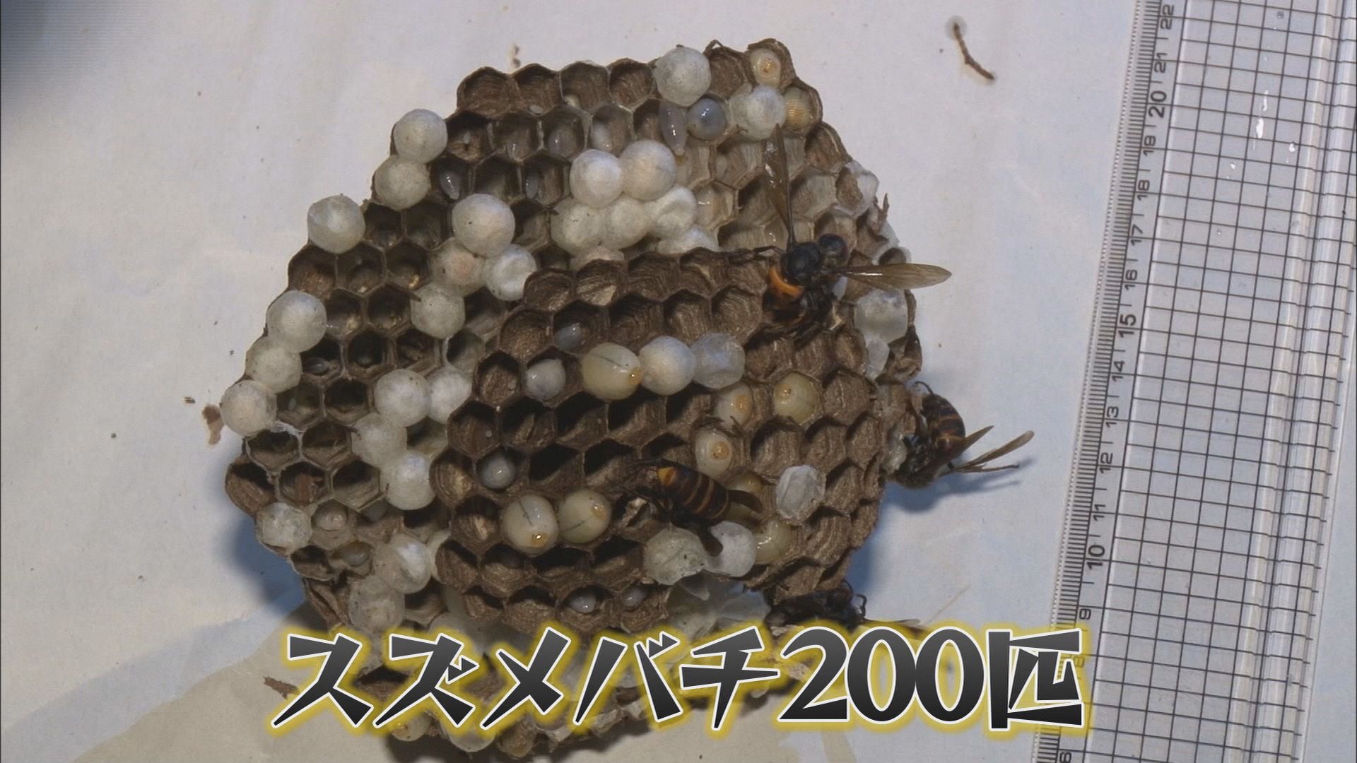 巣には200匹のスズメバチ