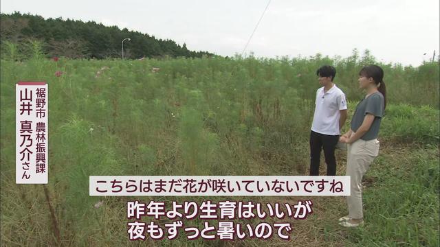 異変…暑すぎて秋の花に『異常事態』　開花が早かったり、遅くなったり…予測しにくい今年の「コスモス」　静岡・裾野市