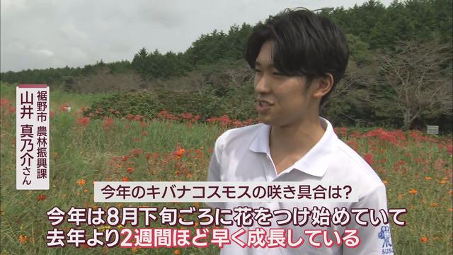 異変…暑すぎて秋の花に『異常事態』　開花が早かったり、遅くなったり…予測しにくい今年の「コスモス」　静岡・裾野市