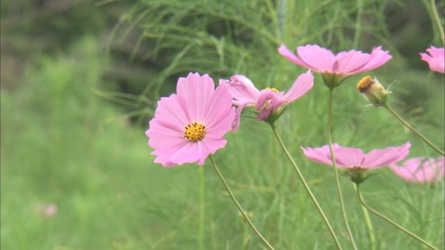 異変…暑すぎて秋の花に『異常事態』　開花が早かったり、遅くなったり…予測しにくい今年の「コスモス」　静岡・裾野市