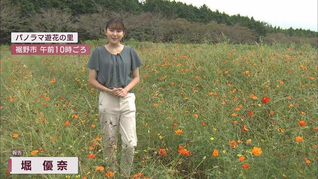 異変…暑すぎて秋の花に『異常事態』　開花が早かったり、遅くなったり…予測しにくい今年の「コスモス」　静岡・裾野市