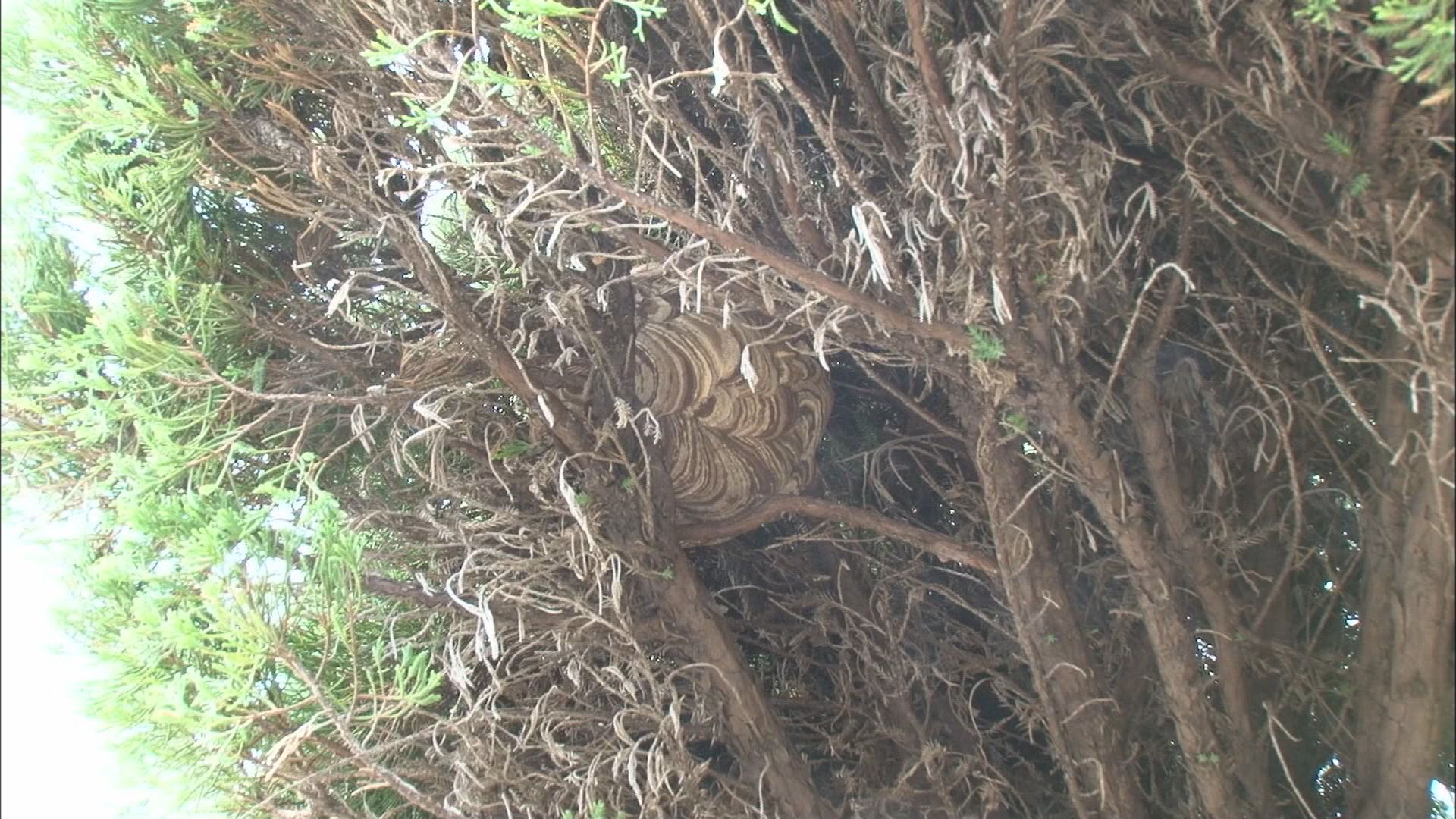 枝が城壁のよう